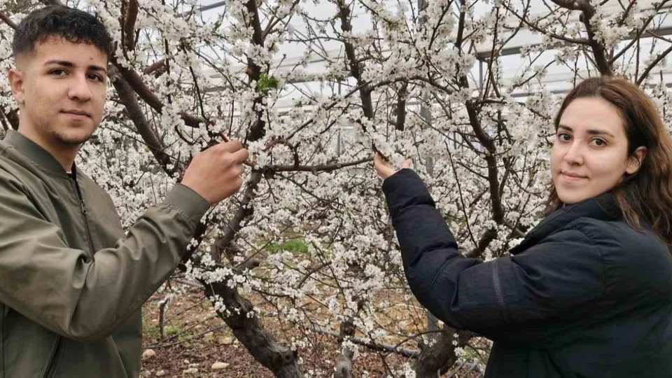 Türkiye Karla Kaplıyken Silifke'de Bahar Geldi: Örtü Altı Erik Ağaçları Çiçek Açtı!