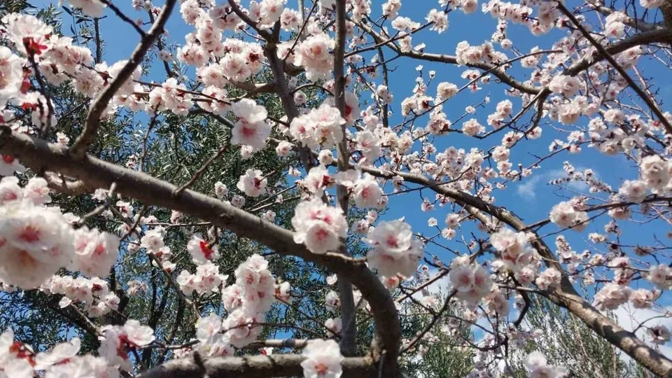 Mut'ta Kayısı Ağaçları Çiçek Açtı, Üretici Don Tehlikesinden Endişeli