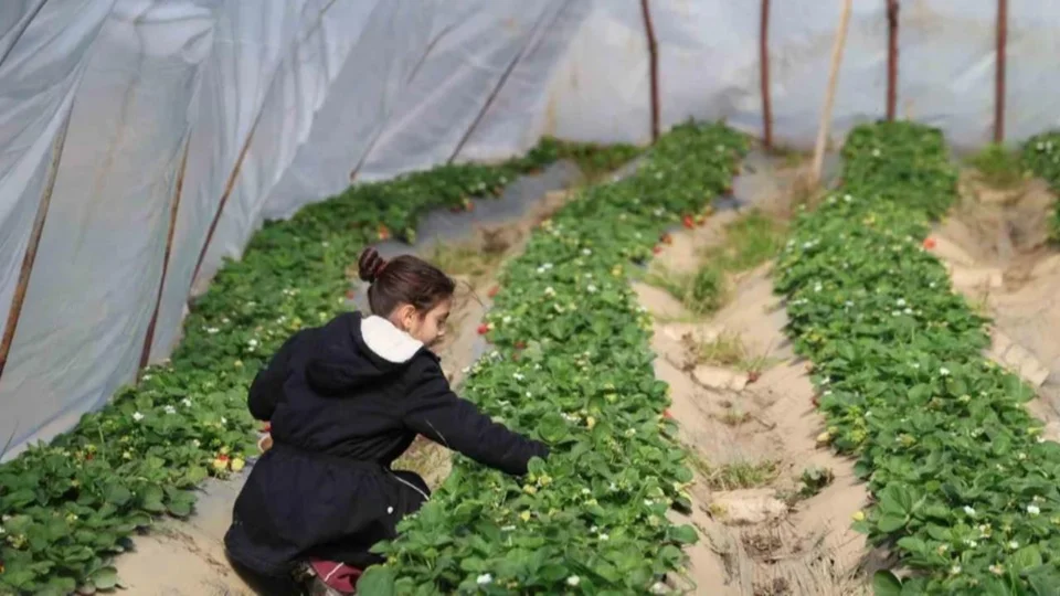 Kozanlı Üretici "Mersin Modeli"ni Seçti: Narenciye Yerini Çileğe Bıraktı