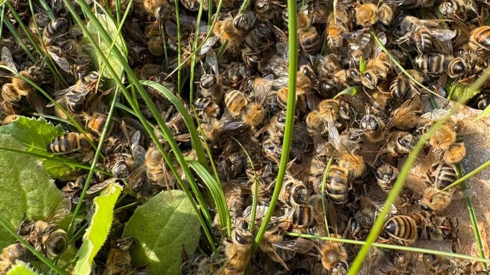 Tarsus'ta Gündüz İlaçlama Felaketi: Meyve Bahçelerinde Yüzlerce Arı Telef Oldu! Arıcılar İsyan Etti
