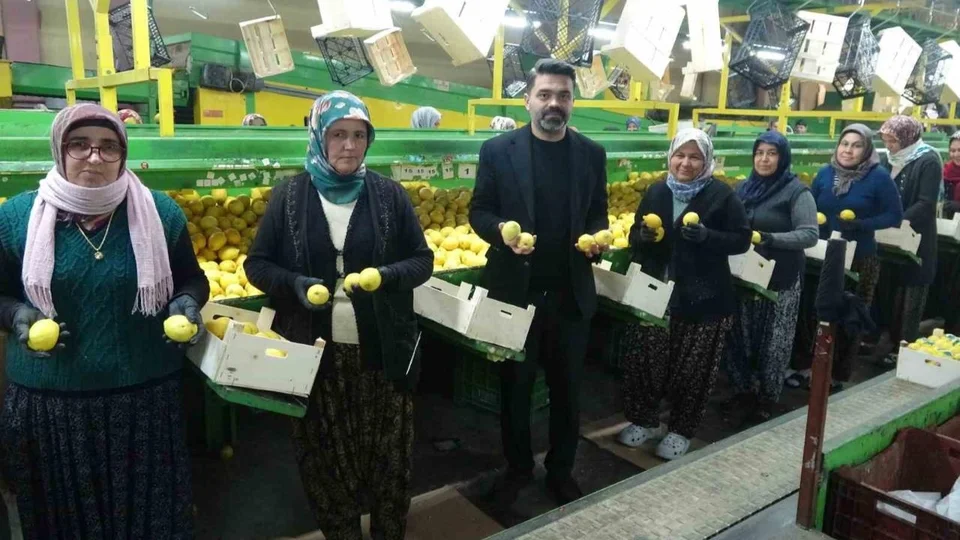 Erdemli'de Limon Hasadı Sonuna Geldi: Tesislerde Kadınların Yoğun Mesaisi Sürüyor