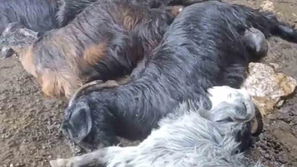 Tarsus'ta Ahıra Yıldırım Düştü: 5 Küçükbaş Hayvan Telef Oldu