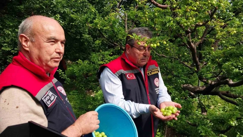 Mut’ta Örtü Altı Erik Sezonu Açıldı: Fiyatlar 4 Bin’den 2 Bin Liraya Geriledi
