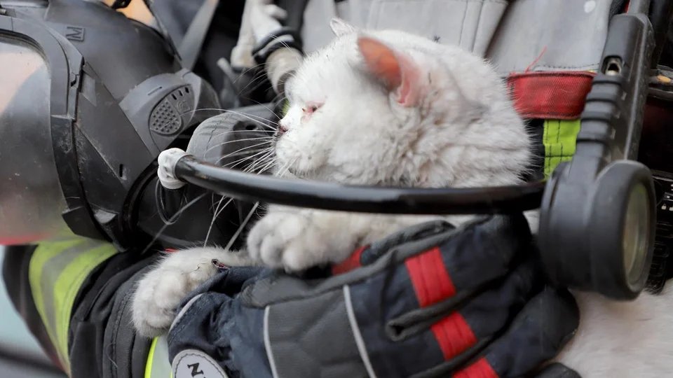 Toroslar’da Yangın: İtfaiye Dumandan Etkilenen Evde Hamile Kediyi Bulup Kurtardı