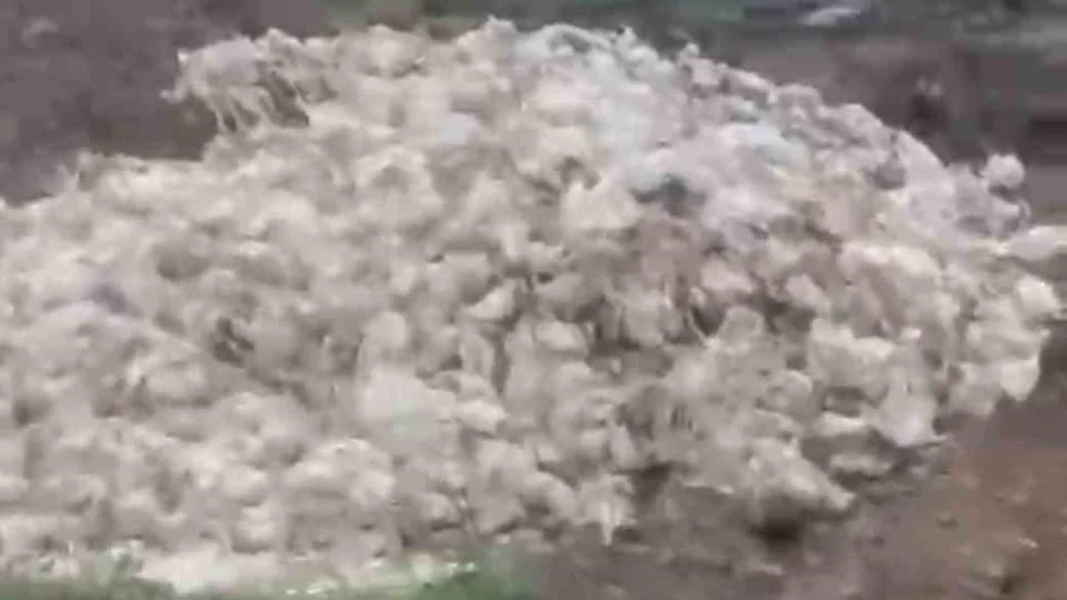 Tarsus Ardıçlı Mahallesi’nde Ormanlık Alana Ölü Tavuklar Atıldı