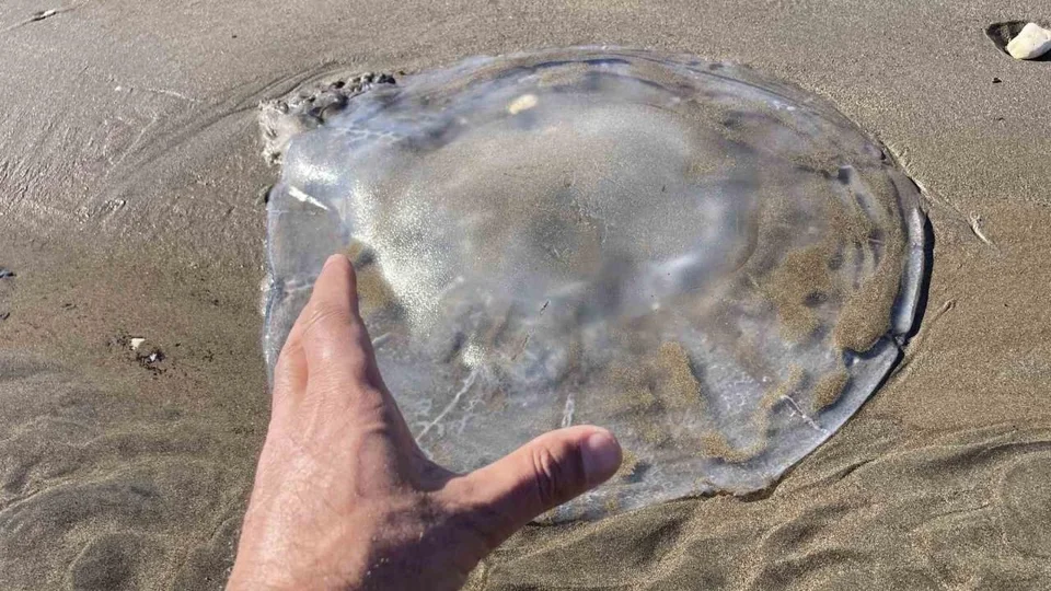 Erdemli ve Mersin Kıyılarında Denizanası Alarmı: Fırtına Sonrası Zehirli Denizanası Tehlikesi Mersin’i Sardı