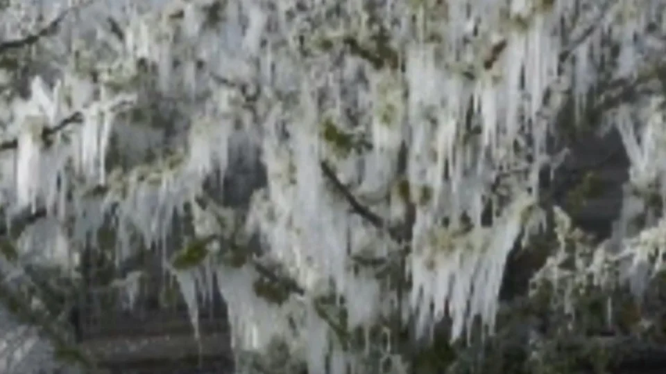 Üreticilere Zirai Don Uyarısı