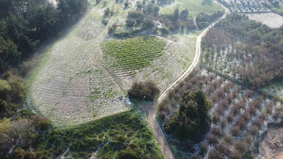 Erdemli’de Misket Büyüklüğünde Dolu: Limon ve Avokado Bahçelerine Büyük Zarar