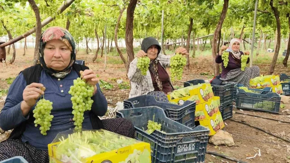 Kilosu 600 Liradan İhraç Ediliyor: Silifke’de Sezonun İlk Üzüm Hasadı Başladı