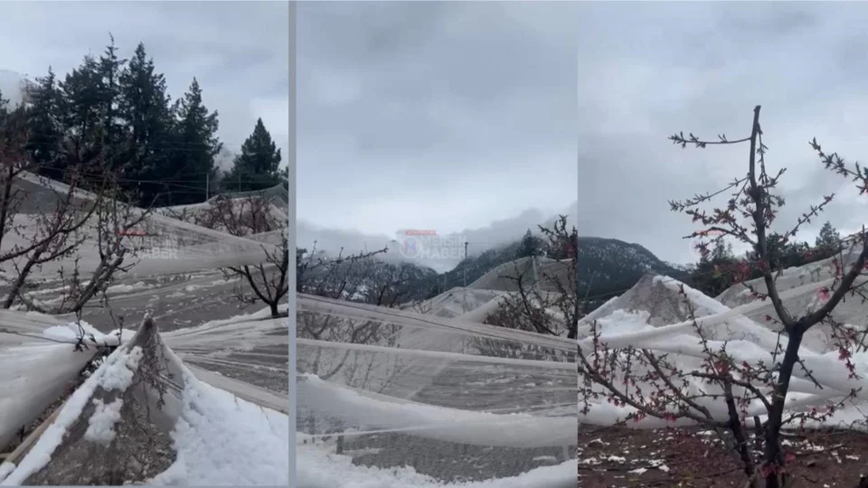 Değnek Mahallesi’nde Kar Felaketi: Karın Ağırlığına Dayanamayan Dolu Fileleri, Şeftali Bahçelerinin Üzerine Yıkıldı