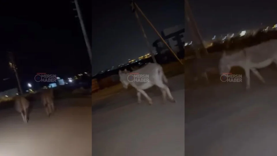 Yenişehir’de Gece Mesaisi: Gökçebelen Sokaklarında İki Başıboş Eşek!