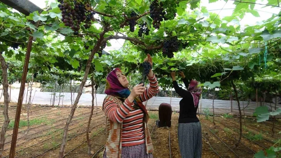 Erdemli’de “Siyah İnci” Üzüm Hasadı Başladı