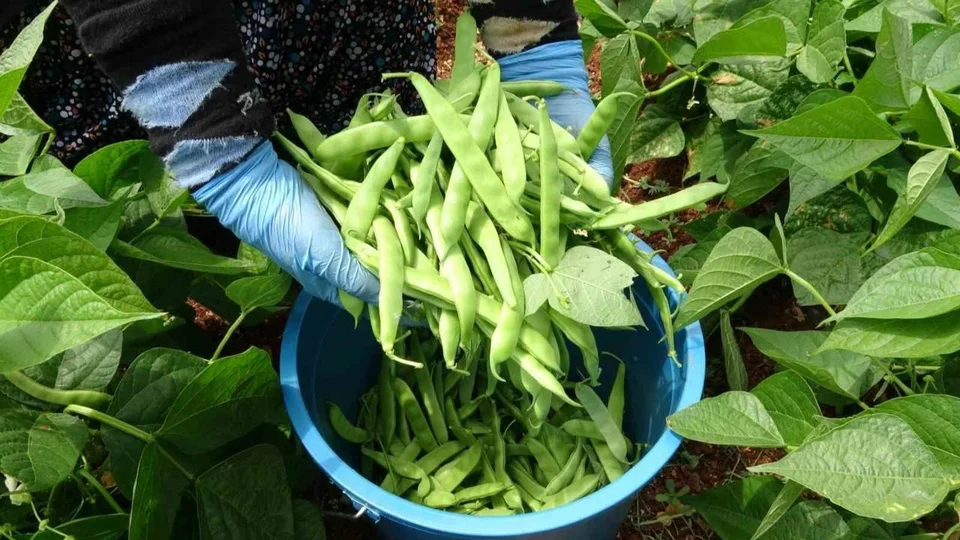 Mersin’de Sarıkız Fasulyenin Açıkta Hasadı Başladı: Kilogramı 100 TL’den Alıcı Buldu