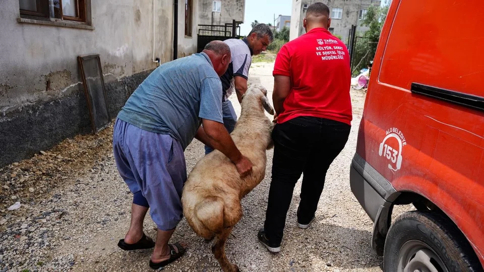 Tarsus’ta Şehit Ailelerine Kurban Bayramı Hediyesi: 92 Kurbanlık Dağıtıldı