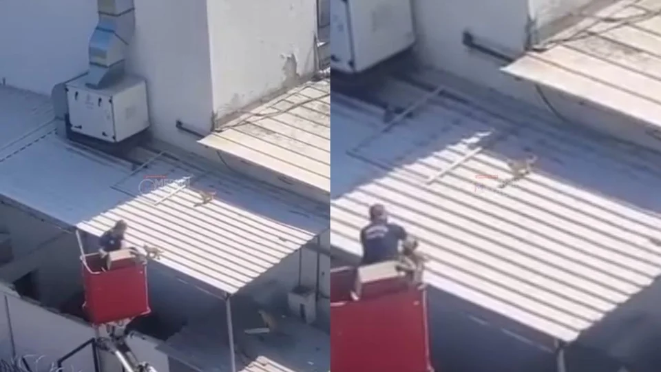 Mersin'de Lojmanda Mahsur Kalan Kedileri İtfaiye Kurtardı