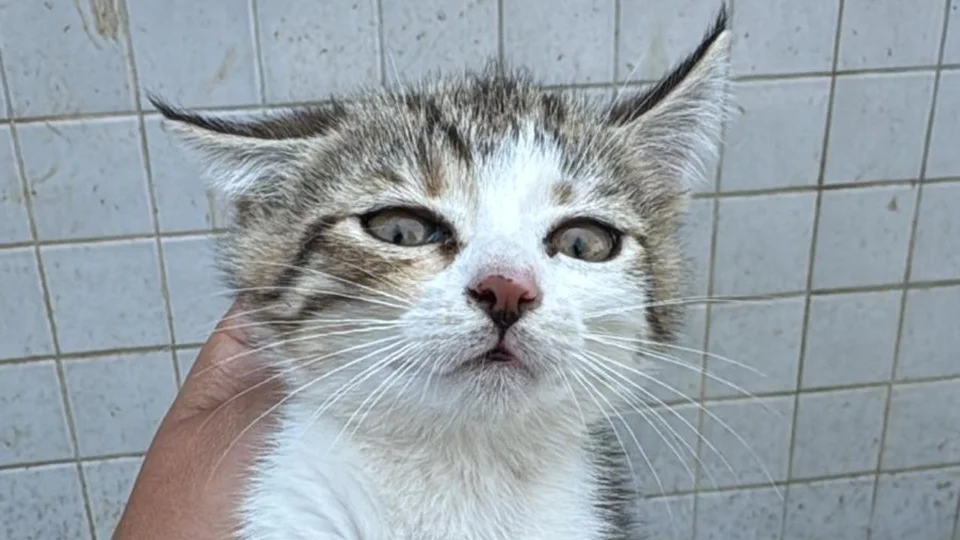 Erdemli Altınkum Sitesi’nde Havalandırma Boşluğuna Düşen Kedi, İtfaiye Tarafından 17 Metreden Kurtarıldı