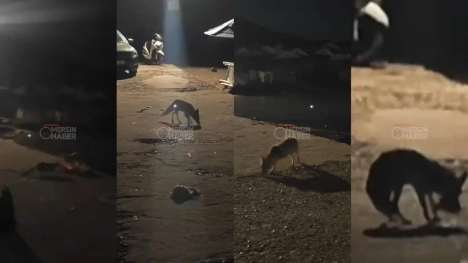 Balıklar Tilkilere Gitti: Silifke Tisan’da Tilkiler Amatör Balıkçıların Balıklarını Yedi
