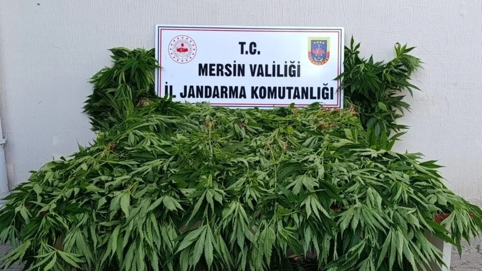 Bozyazı Kızılca Mahallesi Bal Ormanları’nda Kenevir Eken 2 Kişi Tutuklandı