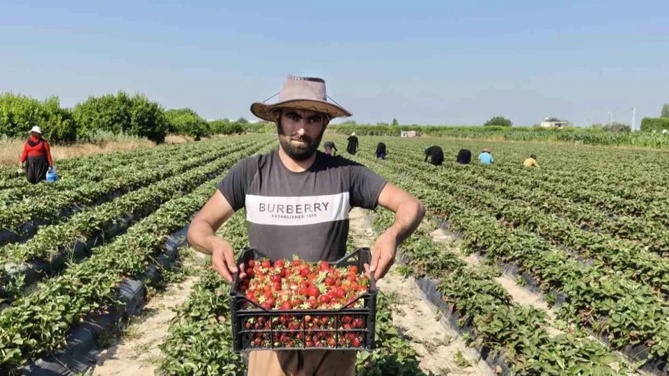 Silifke’de Çilek Hasadı: Kilogramı Tarlada 25 Lira, Pazar ve Markette 100 TL