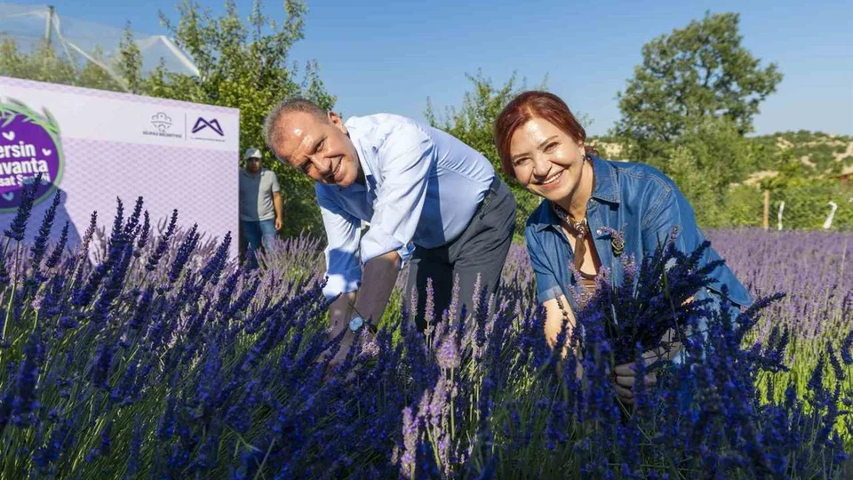 Meral Seçer Ve Vahap Seçer Çaltıbozkır'da Lavanta Üreticilerinin Bereketine Ortak Oldu