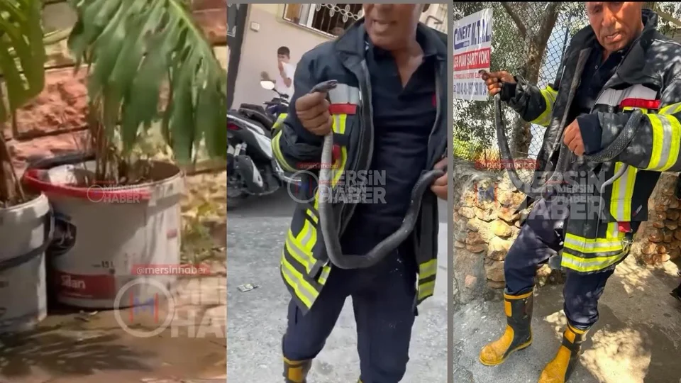 Toroslar'da Yılan Alarmı! İtfaiye Ekipleri Yakalayıp Doğaya Salıverdi