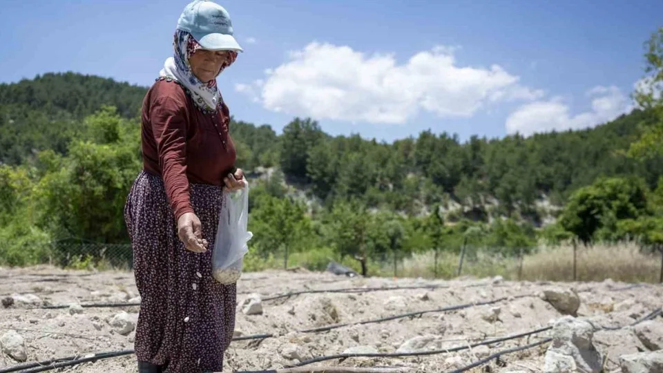 Gülnar 'Leklek' Fasulyesi Dünya Markası Oluyor! Coğrafi İşaret İçin İlk Adım Atıldı