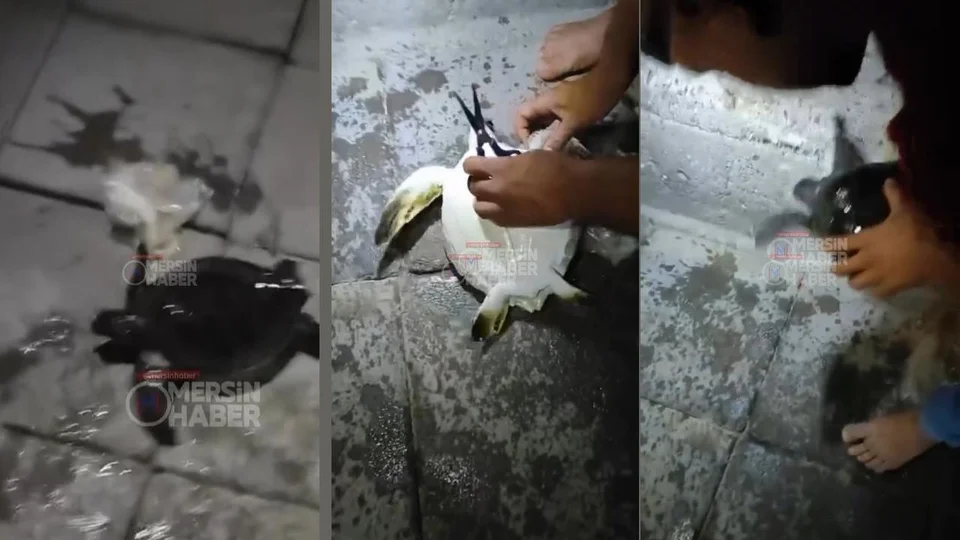 Mersin Sahilinde Plastik Poşete Dolanıp Yaralanan Yavru Caretta Caretta’yı Vatandaşlar Kurtardı!