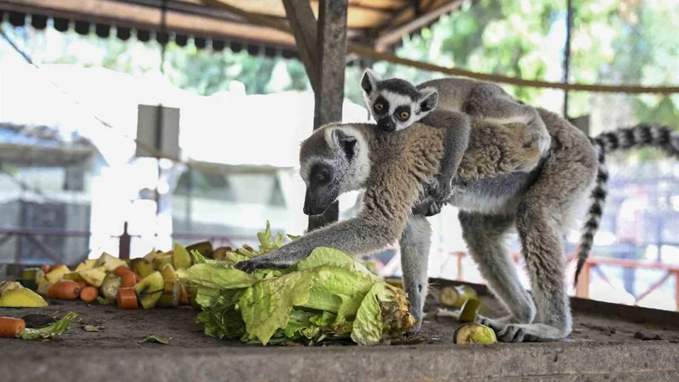 Tarsus Doğa Parkı’nda Bebek Sevinci: Aslan Yavrusundan Zebraya Onlarca Yeni Üye!