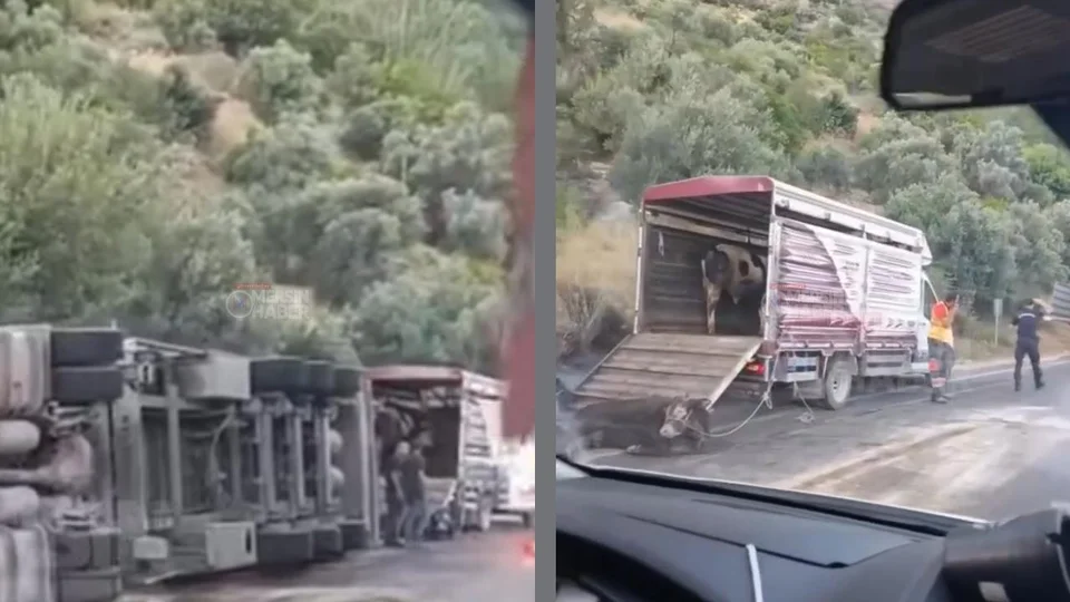 Silifke - Mut Yolundaki TIR Kazasında Can Pazarı: Hayvanlar Başka Araca Nakledildi