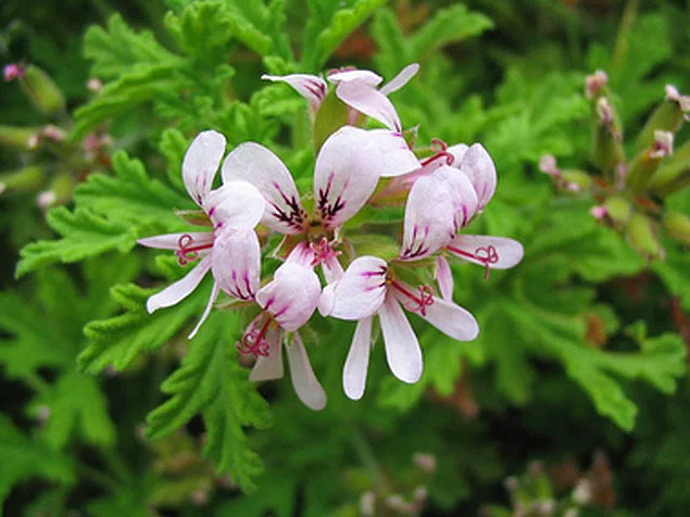 Bu Bitkileri Bahçenizde Bulundurun