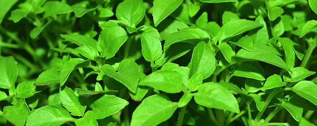 Odanızda Sinekler İçin Fesleğen Bulundurun