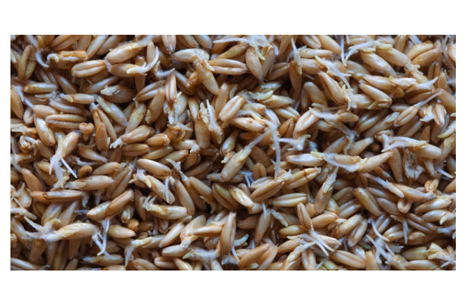 Yulafın Muhteşem Faydaları