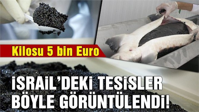 Dünyanın en pahalı yiyeceği