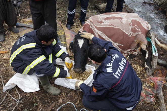 Mersin'de İneği Kurtarma Operasyonu 