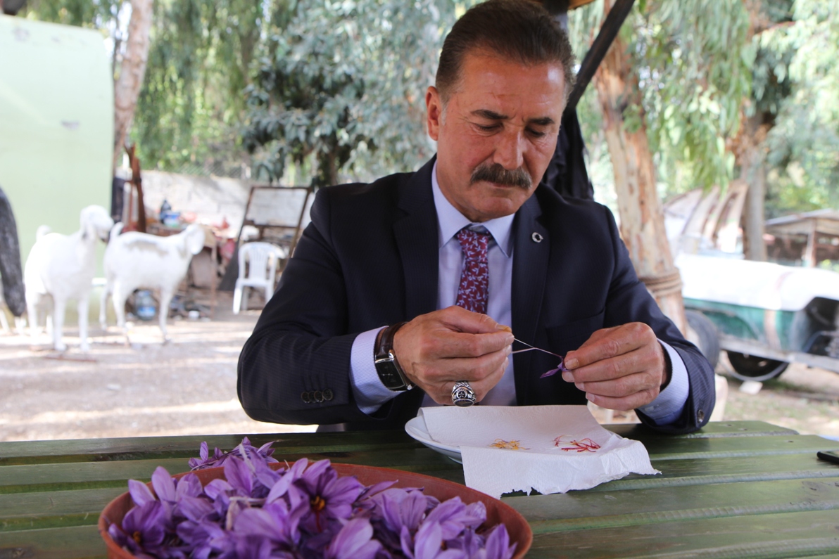 5 Gramlık Safran Bitkisi ile 500 Bin Kilogram Tekstil Boyanıyor