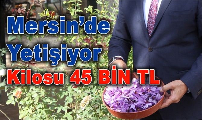 Dünyanın En Pahalı Baharatı, Mersin'de Yetiştirildi