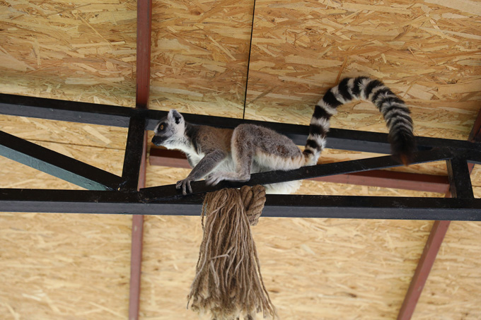 Doğal ortamlarına en uygun yer: Tarsus Hayvan Parkı