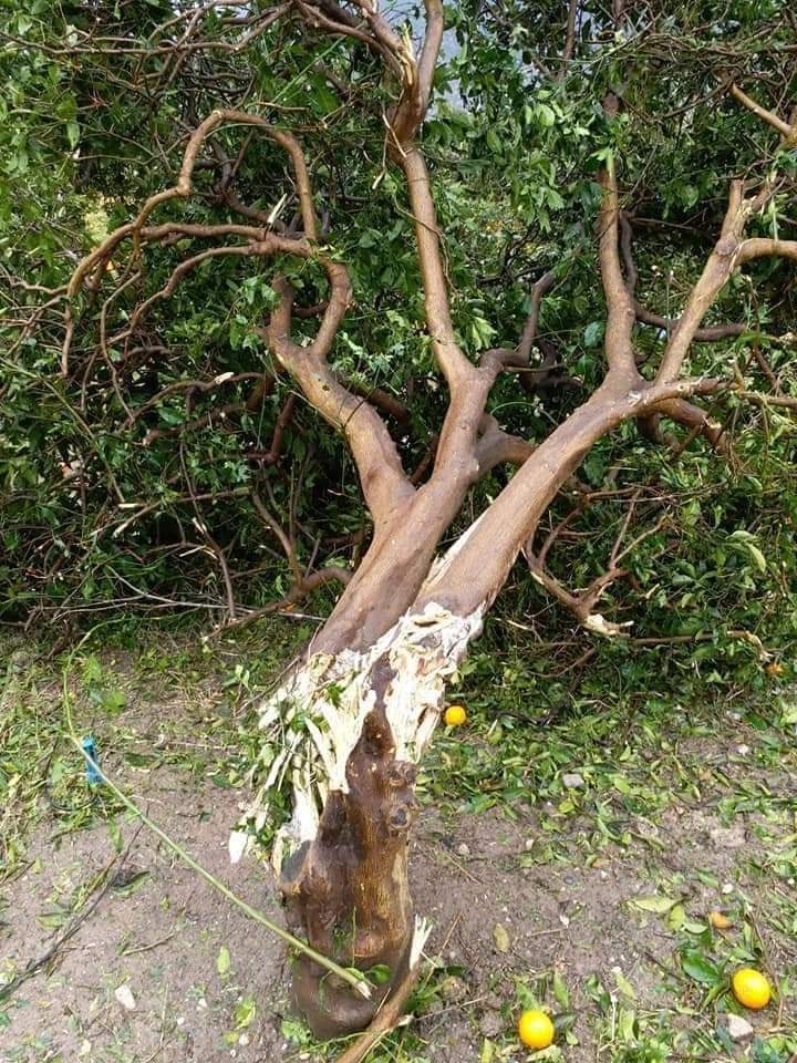 Narenciye Ağacı Şiddetli Rüzgardan Nasibini Almış