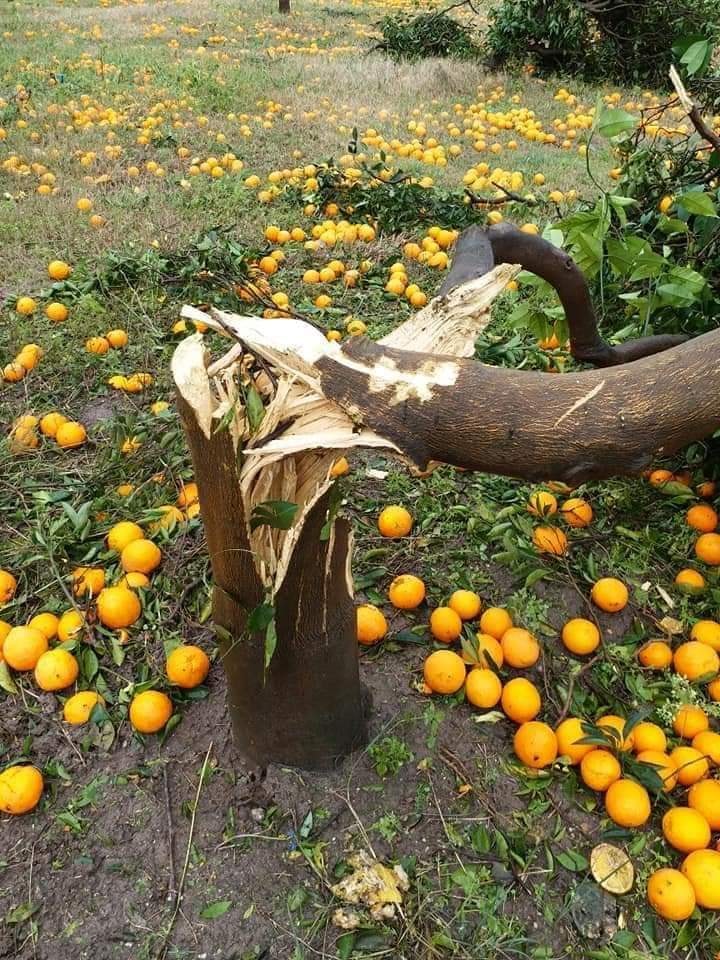 Narenciye Ağaçları Gövdesinden Kırıldı