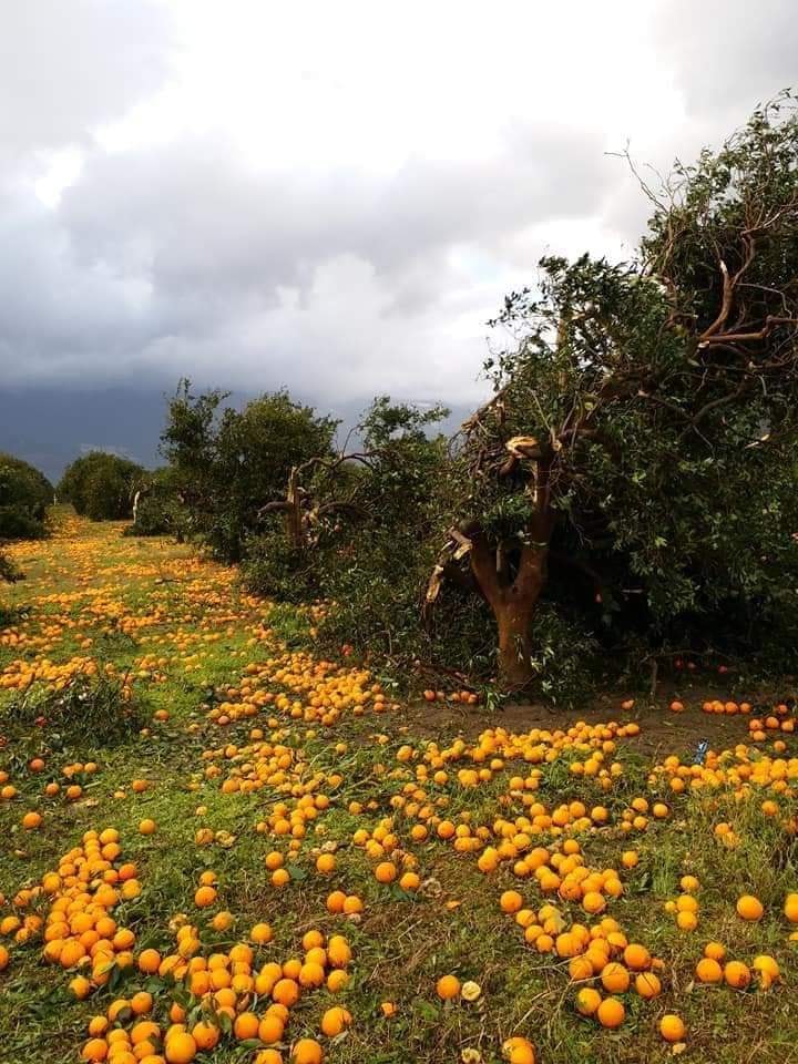 Yüzlerce Dönüm Narenciye Ağacı Etkilendi Meyveler Yerlere Saçıldı