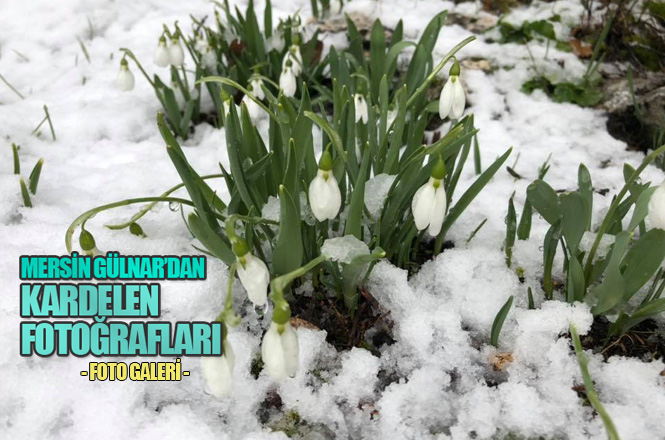 Kardelen Çiçeği Mersin'de Açıyor, Kutlay Özcan'ın Objektifinden
