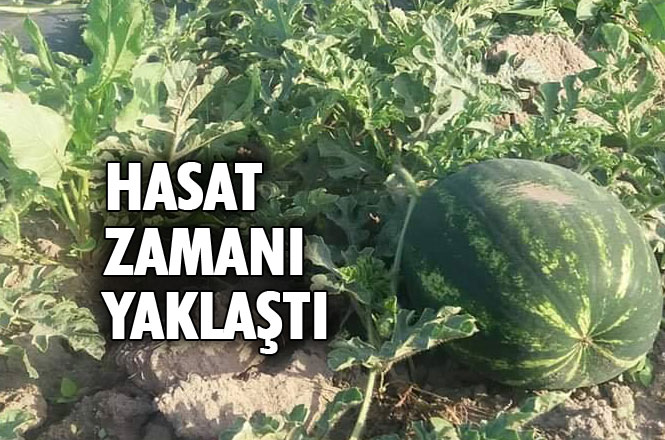 Yaz Mevsiminin Olmazsa Olmazı Karpuzun Hasat Zamanı Yaklaştı