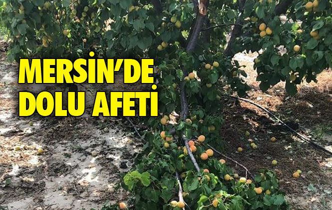 Mersin'de Dolu Afeti Kayısı Bahçelerini Vurdu