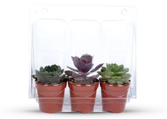 3’lü Sukulent
