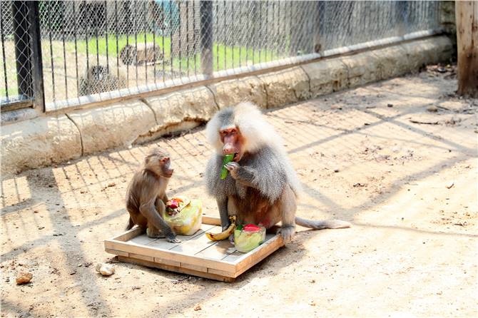 Ziyaretçiler büyük hayvanları görmek istiyor
