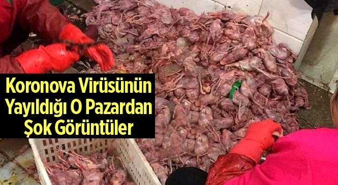 Korona virüsünün Yayıldığı Pazardan Şok Görüntüler