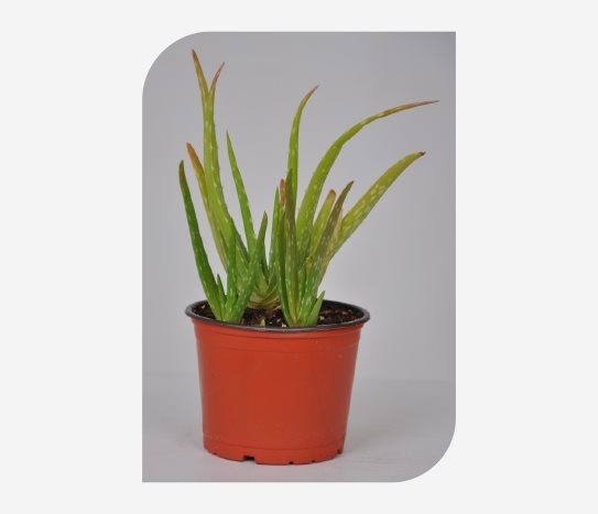 Aloe Vera Bitkisi