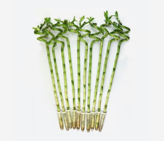 Şans Bambusu Canlı Bitki