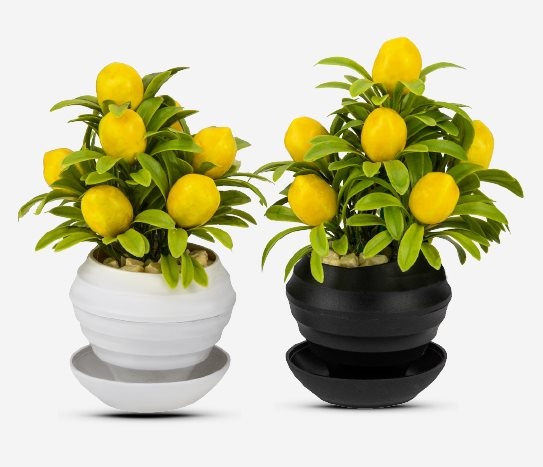 Süs Limon Ağacı