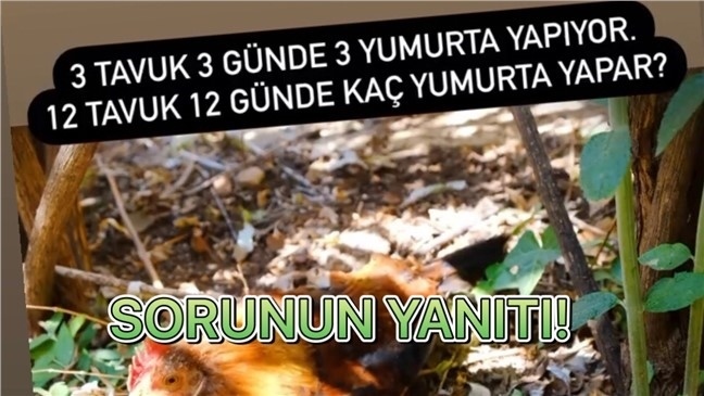 3 Tavuk 3 Günde 3 Yumurta Yapıyor. 12 Tavuk 12 Günde Kaç Yumurta Yapar?